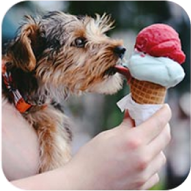 Dog eating icecream